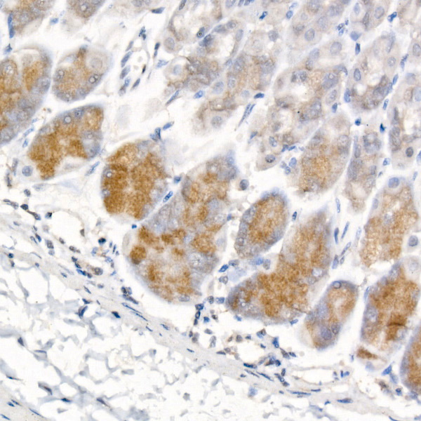 Immunohistochemistry analysis of paraffin-embedded Mouse stomach tissue using Pepsinogen I (PG I) Rabbit mAb at a dilution of 1:200 (40x lens). High pressure antigen retrieval performed with 0.01M Citrate Buffer (pH 6.0) prior to IHC staining.