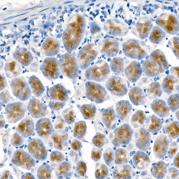 Immunohistochemistry analysis of paraffin-embedded Mouse stomach using Pepsinogen I (PG I) Rabbit mAb at dilution of 1:100 (40x lens). High pressure antigen retrieval performed with 0.01M Citrate buffer (pH 6.0) prior to IHC staining.