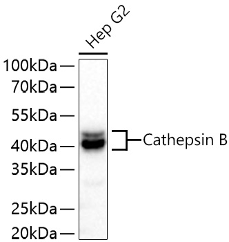 Western blot analysis of lysates from Hep G2 cells using Cathepsin B Rabbit mAb at 1:1000 dilution incubated overnight at 4℃.|Secondary antibody: HRP-conjugated Goat anti-Rabbit IgG (H+L) at 1:10000 dilution.|Lysates/proteins: 25 μg per lane.|Blocking buffer: 3% nonfat dry milk in TBST.|Detection: ECL Basic Kit.|Exposure time: 90 s.