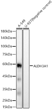 Western blot analysis of various lysates, using ALDH3A1 Rabbit mAb at  1:10000 dilution.|Secondary antibody: HRP-conjugated Goat anti-Rabbit IgG (H+L) at 1:10000 dilution.|Lysates/proteins: 25μg per lane.|Blocking buffer: 3% nonfat dry milk in TBST.|Detection: ECL Basic Kit.|Exposure time: 10s.
