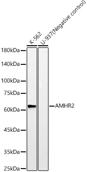 Western blot analysis of various lysates, using AMHR2 Rabbit mAb at 1:2000 dilution.|Secondary antibody: HRP-conjugated Goat anti-Rabbit IgG (H+L) at 1:10000 dilution.|Lysates/proteins: 25μg per lane.|Blocking buffer: 3% nonfat dry milk in TBST.|Detection: ECL Basic Kit.|Exposure time: 180s.