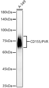 Western blot analysis of lysates from A-549 cells, using CD155/PVR Rabbit mAb at  1:2000 dilution.|Secondary antibody: HRP-conjugated Goat anti-Rabbit IgG (H+L) at 1:10000 dilution.|Lysates/proteins: 25μg per lane.|Blocking buffer: 3% nonfat dry milk in TBST.|Detection: ECL Basic Kit.|Exposure time: 90s.