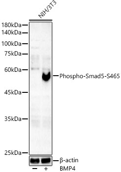 Western blot analysis of lysates from NIH/3T3 cells, using Phospho-Smad5-S465 Rabbit mAb at 1:2000 dilution. NIH/3T3 cells were treated with BMP4(50ng/ml) at 37℃ for 6 hours.|Secondary antibody: HRP-conjugated Goat anti-Rabbit IgG (H+L) at 1:10000 dilution.|Lysates/proteins: 25μg per lane.|Blocking buffer: 3% nonfat dry milk in TBST.|Detection: ECL Basic Kit.|Exposure time: 180s.