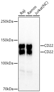 Western blot analysis of various lysates using CD22 Rabbit mAb at 1:3000 dilution incubated overnight at 4℃.|Secondary antibody: HRP-conjugated Goat anti-Rabbit IgG (H+L) at 1:10000 dilution.|Lysates/proteins: 25 μg per lane.|Blocking buffer: 3% nonfat dry milk in TBST.|Detection: ECL Basic Kit.|Negative control (NC): Jurkat|Exposure time: 60s.