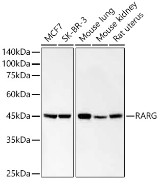 Western blot analysis of various lysates, using RARG Rabbit mAb at 1:1000 dilution.|Secondary antibody: HRP-conjugated Goat anti-Rabbit IgG (H+L) at 1:10000 dilution.|Lysates/proteins: 25μg per lane.|Blocking buffer: 3% nonfat dry milk in TBST.|Detection: ECL Basic Kit.|Exposure time: 20s.