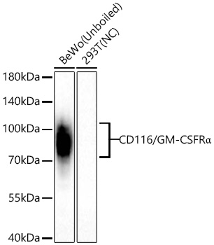 Western blot analysis of various lysates using CD116/GM-CSFRα Rabbit mAb at 1:1000 dilution incubated at room temperature for 1.5 hours.|Secondary antibody: HRP-conjugated Goat anti-Rabbit IgG (H+L) at 1:10000 dilution.|Lysates/proteins: 25 μg per lane.|Blocking buffer: 3% nonfat dry milk in TBST.|Detection: ECL Basic Kit.|Negative control (NC): 293T.|Exposure time: 20 s.