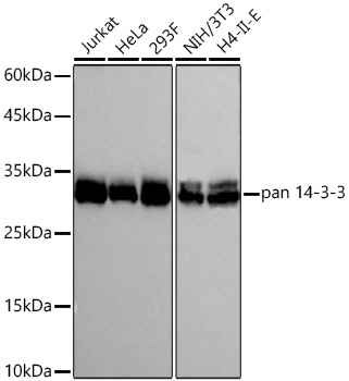Western blot analysis of various lysates using pan 14-3-3 Rabbit mAb at 1:3000 dilution incubated overnight at 4℃.|Secondary antibody: HRP-conjugated Goat anti-Rabbit IgG (H+L) at 1:10000 dilution.|Lysates/proteins: 25 μg per lane.|Blocking buffer: 3% nonfat dry milk in TBST.|Detection: ECL Basic Kit.|Exposure time: 3s.