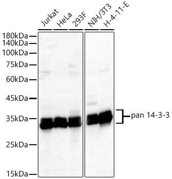 Western blot analysis of various lysates, using pan 14-3-3 Rabbit mAb at 1:1500 dilution.|Secondary antibody: HRP-conjugated Goat anti-Rabbit IgG (H+L) at 1:10000 dilution.|Lysates/proteins: 25μg per lane.|Blocking buffer: 3% nonfat dry milk in TBST.|Detection: ECL Basic Kit.|Exposure time: 10s.