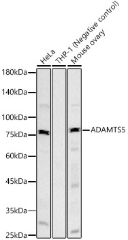 Western blot analysis of various lysates, using ADAMTS5 Rabbit mAb at 1:3000 dilution.|Secondary antibody: HRP-conjugated Goat anti-Rabbit IgG (H+L) at 1:10000 dilution.|Lysates/proteins: 25μg per lane.|Blocking buffer: 3% nonfat dry milk in TBST.|Detection: ECL Basic Kit.|Exposure time: 30s.
