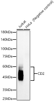 Western blot analysis of various lysates, using CD2 Rabbit mAb at 1:1000 dilution.|Secondary antibody: HRP-conjugated Goat anti-Rabbit IgG (H+L) at 1:10000 dilution.|Lysates/proteins: 25μg per lane.|Blocking buffer: 3% nonfat dry milk in TBST.|Detection: ECL Basic Kit.|Exposure time: 60s.