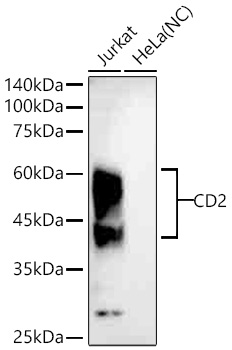 Western blot analysis of various lysates using CD2 Rabbit mAb at 1:1000 dilution incubated overnight at 4℃.|Secondary antibody: HRP-conjugated Goat anti-Rabbit IgG (H+L) at 1:10000 dilution.|Lysates/proteins: 25 μg per lane.|Blocking buffer: 3% nonfat dry milk in TBST.|Detection: ECL Basic Kit.|Negative control (NC): HeLa|Exposure time: 90s.