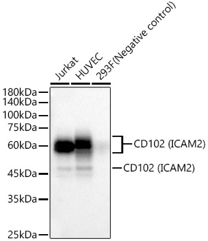 Western blot analysis of various lysates, using CD102 (ICAM2) Rabbit mAb at 1:2000 dilution.|Secondary antibody: HRP-conjugated Goat anti-Rabbit IgG (H+L) at 1:10000 dilution.|Lysates/proteins: 25μg per lane.|Blocking buffer: 3% nonfat dry milk in TBST.|Detection: ECL Basic Kit.|Exposure time: 20s.