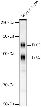 Western blot analysis of lysates from Mouse brain, using TrKC Rabbit mAb (A23002) at 1:1000 dilution.|Secondary antibody: HRP-conjugated Goat anti-Rabbit IgG (H+L) (AS014) at 1:10000 dilution.|Lysates/proteins: 25μg per lane.|Blocking buffer: 3% nonfat dry milk in TBST.|Detection: ECL Basic Kit (RM00020).|Exposure time: 180s.