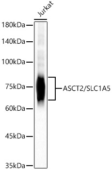 Western blot analysis of lysates from Jurkat cells, using ASCT2/SLC1A5 Rabbit mAb at 1:1000 dilution.|Secondary antibody: HRP-conjugated Goat anti-Rabbit IgG (H+L) at 1:10000 dilution.|Lysates/proteins: 25μg per lane.|Blocking buffer: 3% nonfat dry milk in TBST.|Detection: ECL Basic Kit.|Exposure time: 60s.