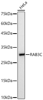 Western blot analysis of lysates from HeLa cells using RAB3C Rabbit mAb at 1:2000 dilution incubated overnight at 4℃.|Secondary antibody: HRP-conjugated Goat anti-Rabbit IgG (H+L) at 1:10000 dilution.|Lysates/proteins: 25 μg per lane.|Blocking buffer: 3% nonfat dry milk in TBST.|Detection: ECL Basic Kit.|Exposure time: 3s.