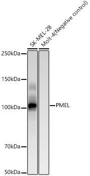 Western blot analysis of various lysates, using PMEL Rabbit mAb at 1:1000 dilution.|Secondary antibody: HRP-conjugated Goat anti-Rabbit IgG (H+L) at 1:10000 dilution.|Lysates/proteins: 25μg per lane.|Blocking buffer: 3% nonfat dry milk in TBST.|Detection: ECL Basic Kit.|Exposure time: 60s.