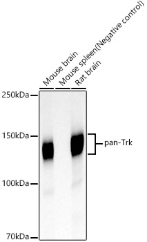Western blot analysis of various lysates, using pan-Trk Rabbit mAb at 1:1000 dilution.|Secondary antibody: HRP-conjugated Goat anti-Rabbit IgG (H+L) at 1:10000 dilution.|Lysates/proteins: 25μg per lane.|Blocking buffer: 3% nonfat dry milk in TBST.|Detection: ECL Basic Kit.|Negative control (NC): Mouse spleen.|Exposure time: 30s.