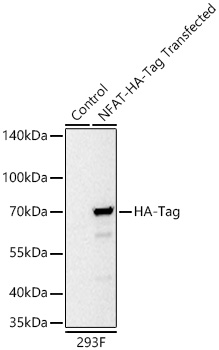 Western blot analysis of lysates from wild type (WT) and 293F cells transfected with NFAT-HA-Tag using HA-Tag Rabbit mAb at 1:10000 dilution incubated overnight at 4℃.|Secondary antibody: HRP-conjugated Goat anti-Rabbit IgG (H+L) at 1:10000 dilution.|Lysates/proteins: 20 μg per lane.|Blocking buffer: 3% nonfat dry milk in TBST.|Detection: ECL Basic Kit|.Exposure time: 10s.