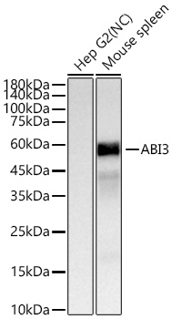 Western blot analysis of various lysates using ABI3 Rabbit mAb at 1:1000 dilution incubated overnight at 4℃.|Secondary antibody: HRP-conjugated Goat anti-Rabbit IgG (H+L) at 1:10000 dilution.|Lysates/proteins: 25 μg per lane.|Blocking buffer: 3% nonfat dry milk in TBST.|Detection: ECL Basic Kit.|Negative control (NC): Hep G2|Exposure time: 3s.