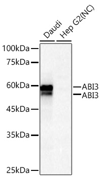 Western blot analysis of various lysates using ABI3 Rabbit mAb at 1:1000 dilution incubated overnight at 4℃.|Secondary antibody: HRP-conjugated Goat anti-Rabbit IgG (H+L) at 1:10000 dilution.|Lysates/proteins: 25 μg per lane.|Blocking buffer: 3% nonfat dry milk in TBST.|Detection: ECL Basic Kit.|Negative control (NC): Hep G2|Exposure time: 45s.
