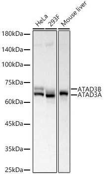 Western blot analysis of various lysates, using ATAD3A/B Rabbit mAb at 1:3000 dilution.|Secondary antibody: HRP-conjugated Goat anti-Rabbit IgG (H+L) at 1:10000 dilution.|Lysates/proteins: 25μg per lane.|Blocking buffer: 3% nonfat dry milk in TBST.|Detection: ECL Basic Kit.|Exposure time: 10s.