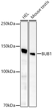 Western blot analysis of various lysates, using BUB1 Rabbit mAb at  1:1000 dilution.|Secondary antibody: HRP-conjugated Goat anti-Rabbit IgG (H+L) at 1:10000 dilution.|Lysates/proteins: 25μg per lane.|Blocking buffer: 3% nonfat dry milk in TBST.|Detection: ECL Basic Kit.|Exposure time: 60s.