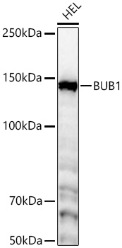 Western blot analysis of lysates from HEL cells using [KD Validated] BUB1 Rabbit mAb (A23198) at 1:1000 dilution incubated overnight at 4℃.|Secondary antibody: HRP-conjugated Goat anti-Rabbit IgG (H+L) (AS014) at 1:10000 dilution.|Lysates/proteins: 25 μg per lane.|Blocking buffer: 3% nonfat dry milk in TBST.|Detection: ECL Basic Kit (RM00020).|Exposure time: 60 s.