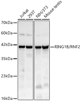 Western blot analysis of various lysates, using RING1B/RNF2 Rabbit mAb at 1:5000 dilution.|Secondary antibody: HRP-conjugated Goat anti-Rabbit IgG (H+L) at 1:10000 dilution.|Lysates/proteins: 25μg per lane.|Blocking buffer: 3% nonfat dry milk in TBST.|Detection: ECL Basic Kit.|Exposure time: 40s.