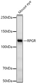 Western blot analysis of various lysates, using RPGR Rabbit mAb at 1:6000 dilution.|Secondary antibody: HRP-conjugated Goat anti-Rabbit IgG (H+L) at 1:10000 dilution.|Lysates/proteins: 25 μg per lane.|Blocking buffer: 3% nonfat dry milk in TBST.|Detection: ECL Basic Kit.|Exposure time: 180 s.