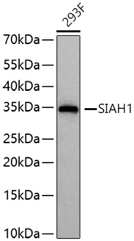 Western blot analysis of lysates from 293F cells using SIAH1 Rabbit mAb at 1:4000 dilution incubated overnight at 4℃.|Secondary antibody: HRP-conjugated Goat anti-Rabbit IgG (H+L) at 1:10000 dilution.|Lysates/proteins: 25 μg per lane.|Blocking buffer: 3% nonfat dry milk in TBST.|Detection: ECL Basic Kit.|Exposure time: 1 s.
