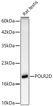 Western blot analysis of lysates from rat testis using POLR2D Rabbit mAb at 1:2000 dilution.|Secondary antibody: HRP-conjugated Goat anti-Rabbit IgG (H+L) at 1:10000 dilution.|Lysates/proteins: 25μg per lane.|Blocking buffer: 3% nonfat dry milk in TBST.|Detection: ECL Basic Kit.|Exposure time: 90s.