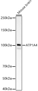 Western blot analysis of lysates from Mouse brain, using ATP1A4 Rabbit mAb at 1:2000 dilution.|Secondary antibody: HRP-conjugated Goat anti-Rabbit IgG (H+L) at 1:10000 dilution.|Lysates/proteins: 25μg per lane.|Blocking buffer: 3% nonfat dry milk in TBST.|Detection: ECL Basic Kit.|Exposure time: 10s.