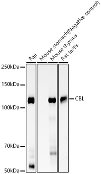 Western blot analysis of various lysates, using CBL Rabbit mAb at 1:2000 dilution.|Secondary antibody: HRP-conjugated Goat anti-Rabbit IgG (H+L) at 1:10000 dilution.|Lysates/proteins: 25μg per lane.|Blocking buffer: 3% nonfat dry milk in TBST.|Detection: ECL Basic Kit.|Exposure time: 180s.