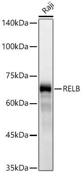 Western blot analysis of lysates from Raji cells using RELB Rabbit mAb at 1:1000 dilution incubated overnight at 4℃.|Secondary antibody: HRP-conjugated Goat anti-Rabbit IgG (H+L) at 1:10000 dilution.|Lysates/proteins: 25 μg per lane.|Blocking buffer: 3% nonfat dry milk in TBST.|Detection: ECL Basic Kit.|Exposure time: 30 s.