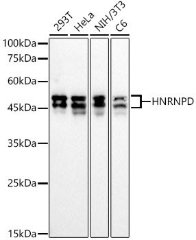Western blot analysis of various lysates, using HNRNPD Rabbit mAb at 1:2000 dilution.|Secondary antibody: HRP-conjugated Goat anti-Rabbit IgG (H+L) at 1:10000 dilution.|Lysates/proteins: 25μg per lane.|Blocking buffer: 3% nonfat dry milk in TBST.|Detection: ECL Basic Kit.|Exposure time: 10s.