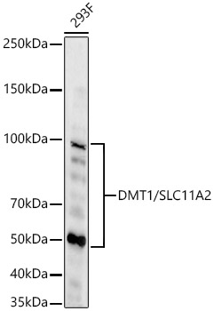Western blot analysis of lysates from 293F cells, using DMT1/SLC11A2 Rabbit mAb at 1:1000 dilution.|Secondary antibody: HRP-conjugated Goat anti-Rabbit IgG (H+L) at 1:10000 dilution.|Lysates/proteins: 25μg per lane.|Blocking buffer: 3% nonfat dry milk in TBST.|Detection: ECL Basic Kit.|Exposure time: 60s.