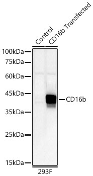 Western blot analysis of lysates from wild type (WT) and 293F cells transfected with CD16b using CD16b Rabbit mAb at 1:4000 dilution. |Secondary antibody: HRP-conjugated Goat anti-Rabbit IgG (H+L) at 1:10000 dilution.|Lysates/proteins: 25 μg per lane.|Blocking buffer: 3% nonfat dry milk in TBST.|Detection: ECL Basic Kit.|Exposure time: 180s.