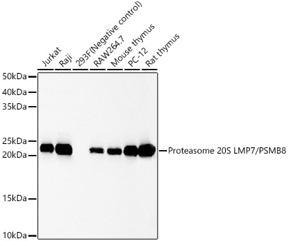 Western blot analysis of various lysates, using Proteasome 20S LMP7/PSMB8 Rabbit mAb at 1:5000 dilution.|Secondary antibody: HRP-conjugated Goat anti-Rabbit IgG (H+L) at 1:10000 dilution.|Lysates/proteins: 25μg per lane.|Blocking buffer: 3% nonfat dry milk in TBST.|Detection: ECL Basic Kit.|Exposure time: 30s.