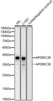 Western blot analysis of various lysates, using APOBEC3B Rabbit mAb at 1:1000 dilution.|Secondary antibody: HRP-conjugated Goat anti-Rabbit IgG (H+L) at 1:10000 dilution.|Lysates/proteins: 25μg per lane.|Blocking buffer: 3% nonfat dry milk in TBST.|Detection: ECL Basic Kit.|Exposure time: 60s.