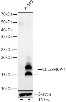 Western blot analysis of lysates from A549 cells using CCL2/MCP-1 Rabbit mAb at 1:1000 dilution 1:1000 dilution incubated overnight at 4℃. A549 cells were treated with TNF-α (20 ng/ml) at 37℃ for 30 minutes after serum-starvation overnight.|Secondary antibody: HRP-conjugated Goat anti-Rabbit IgG (H+L) at 1:10000 dilution.|Lysates/proteins: 25μg  per lane.|Blocking buffer: 3% nonfat dry milk in TBST.|Detection: ECL Enhanced Kit.|Exposure time: 180s.