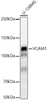 Western blot analysis of lysates from U-138MG cells, using VCAM1 Rabbit mAb at 1:1000 dilution.|Secondary antibody: HRP-conjugated Goat anti-Rabbit IgG (H+L) at 1:10000 dilution.|Lysates/proteins: 25μg per lane.|Blocking buffer: 3% nonfat dry milk in TBST.|Detection: ECL Basic Kit.|Exposure time: 180s.