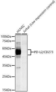 Western blot analysis of various lysates, using PD-L2/CD273 Rabbit mAb at 1:1000 dilution.|Secondary antibody: HRP-conjugated Goat anti-Rabbit IgG (H+L) at 1:10000 dilution.|Lysates/proteins: 25μg per lane.|Blocking buffer: 3% nonfat dry milk in TBST.|Detection: ECL Enhanced Kit.|Exposure time: 180s.
