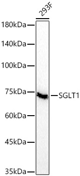 Western blot analysis of lysates from 293F cells using SGLT1 Rabbit mAb at 1:1000 dilution incubated overnight at 4℃.|Secondary antibody: HRP-conjugated Goat anti-Rabbit IgG (H+L) at 1:10000 dilution.|Lysates/proteins: 25 μg per lane.|Blocking buffer: 3% nonfat dry milk in TBST.|Detection: ECL Basic Kit.|Exposure time: 60s.