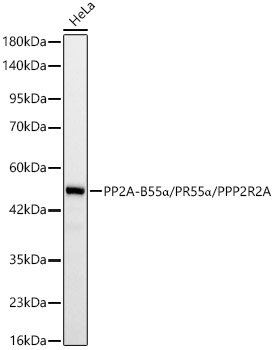 Western blot analysis of lysates from HeLa cells, using PP2A-B55α/PR55α/PPP2R2A Rabbit mAb at 1:2000 dilution.|Secondary antibody: HRP-conjugated Goat anti-Rabbit IgG (H+L) at 1:10000 dilution.|Lysates/proteins: 25μg per lane.|Blocking buffer: 3% nonfat dry milk in TBST.|Detection: ECL Basic Kit.|Exposure time: 30s.