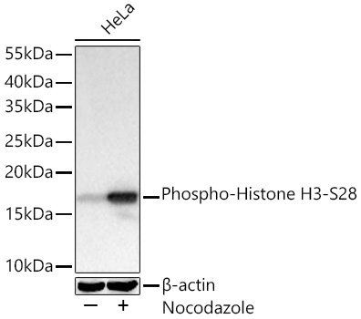 Western blot analysis of lysates from HeLa cells using Phospho-Histone H3-S28 Rabbit mAb at 1:6000 dilution incubated at room temperature for 1.5 hours. HeLa cells were treated with Nocodazole (100 ng/mL) at 37℃ for 17 hours.|Secondary antibody: HRP-conjugated Goat anti-Rabbit IgG (H+L) at 1:10000 dilution.|Lysates/proteins: 30 μg per lane.| Blocking buffer: 3% nonfat dry milk in TBST.| Detection: ECL Basic Kit.| Exposure time: 1 s.