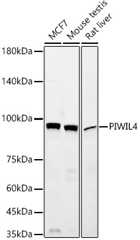 Western blot analysis of various lysates, using PIWIL4 Rabbit mAb at 1:1000 dilution.|Secondary antibody: HRP-conjugated Goat anti-Rabbit IgG (H+L) at 1:10000 dilution.|Lysates/proteins: 25μg per lane.|Blocking buffer: 3% nonfat dry milk in TBST.|Detection: ECL Basic Kit.|Exposure time: 180s.