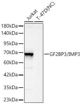 Western blot analysis of various lysates using IGF2BP3/IMP3 Rabbit mAb at 1:2000 dilution incubated overnight at 4℃.|Secondary antibody: HRP-conjugated Goat anti-Rabbit IgG (H+L) at 1:10000 dilution.|Lysates/proteins: 25 μg per lane.|Blocking buffer: 3% nonfat dry milk in TBST.|Detection: ECL Basic Kit.|Negative control (NC): T-47D.|Exposure time: 30 s.