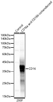 Western blot analysis of lysates from wild type (WT) and 293F cells cotransfected with CD16a and CD16b using CD16 Rabbit mAb at 1:3000 dilution.|Secondary antibody: HRP-conjugated Goat anti-Rabbit IgG (H+L) at 1:10000 dilution.|Lysates/proteins: 25μg per lane.|Blocking buffer: 3% nonfat dry milk in TBST.|Detection: ECL Basic Kit.|Exposure time: 1s.