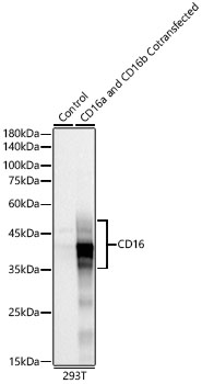 Western blot analysis of lysates from wild type (WT) and 293F cells cotransfected with CD16a and CD16b, using CD16 Rabbit mAb at 1:2000 dilution.|Secondary antibody: HRP-conjugated Goat anti-Rabbit IgG (H+L) at 1:10000 dilution.|Lysates/proteins: 25μg per lane.|Blocking buffer: 3% nonfat dry milk in TBST.|Detection: ECL Basic Kit.|Exposure time: 10s.