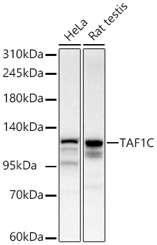Western blot analysis of various lysates using TAF1C Rabbit mAb at 1:1000 dilution incubated overnight at 4℃.|Secondary antibody: HRP-conjugated Goat anti-Rabbit IgG (H+L) at 1:10000 dilution.|Lysates/proteins: 25 μg per lane.|Blocking buffer: 3% nonfat dry milk in TBST.|Detection: ECL Basic Kit.|Exposure time: 60 s.